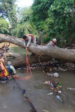 Respon Cepat Linmas Satpol PP Tangsel Tangani Pohon Tumbang di Kali Angke, Warga Beri Apresiasi